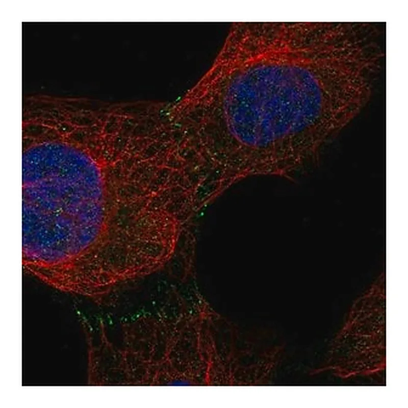 Merck Anti-C9orf3 antibody produced in rabbit