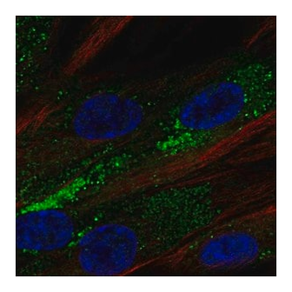 Merck Anti-PLPP3 antibody produced in rabbit
