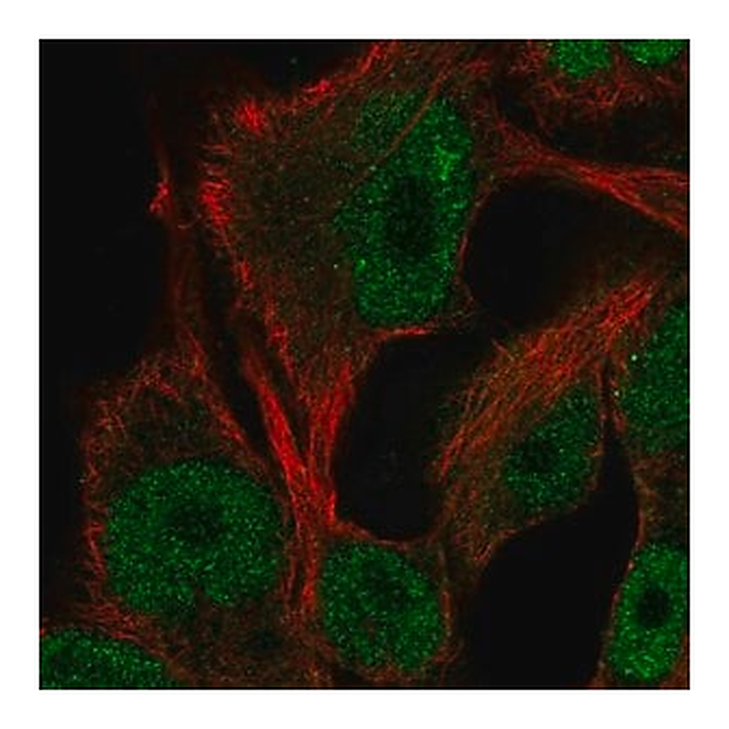 Merck Anti-ITPKB antibody produced in rabbit
