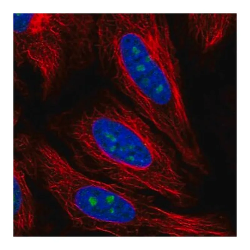 Merck Anti-PCID2 antibody produced in rabbit