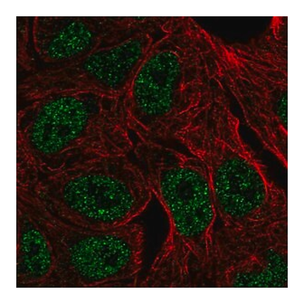 Merck Anti-ZNF283 antibody produced in rabbit