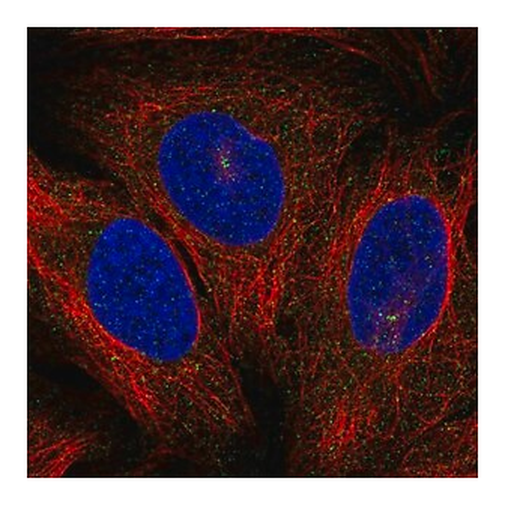 Merck Anti-PRKCQ antibody produced in rabbit
