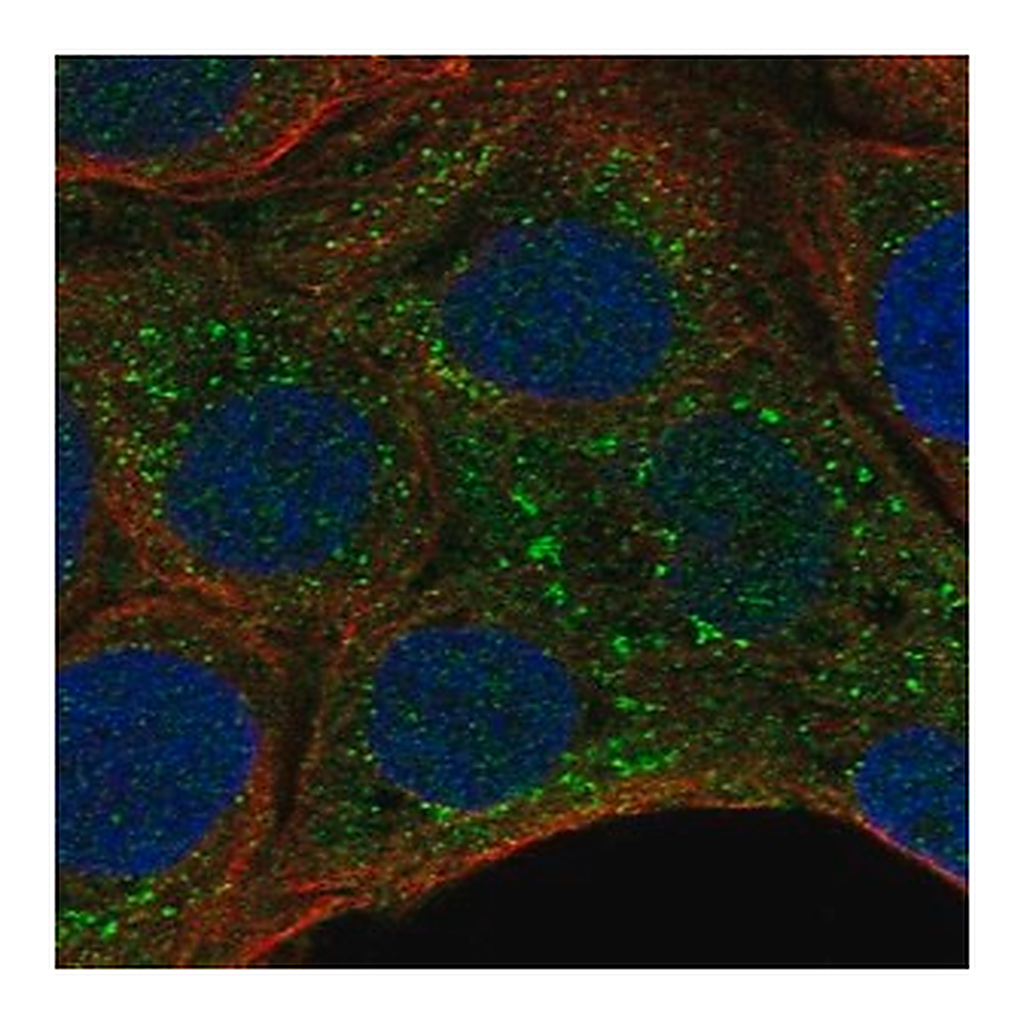 Merck Anti-MPIG6B antibody produced in rabbit