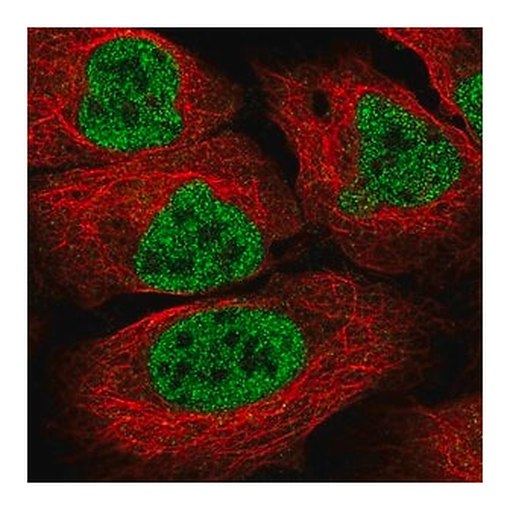 Merck Anti-LTBP3 antibody produced in rabbit