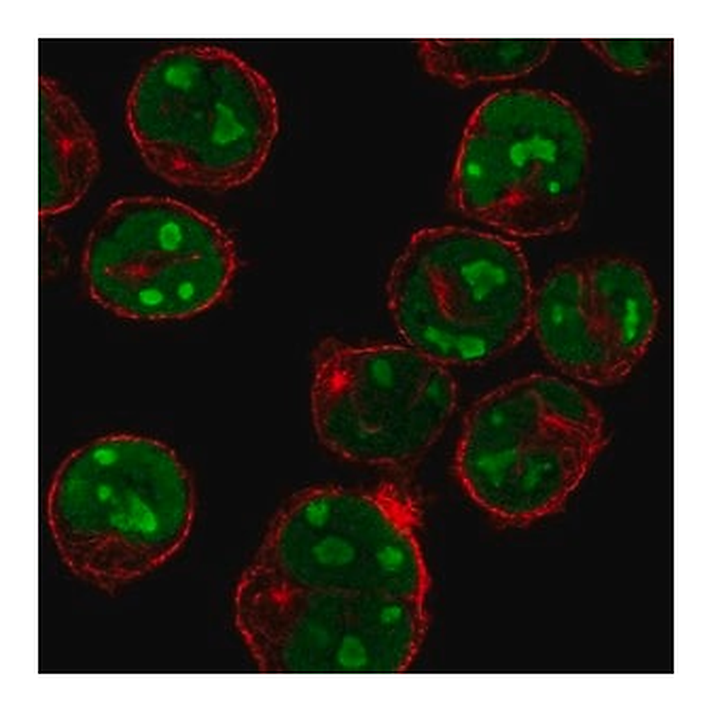 Merck Anti-MNDA antibody produced in rabbit