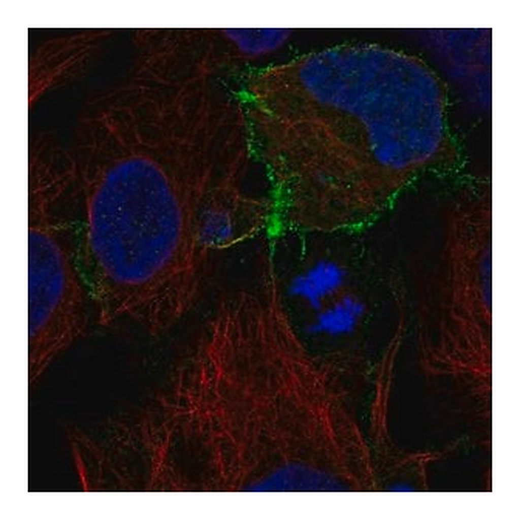 Merck Anti-KIT antibody produced in rabbit