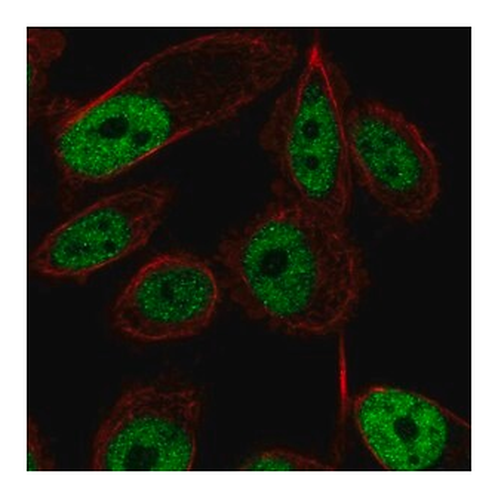 Merck Anti-ZNF473 antibody produced in rabbit