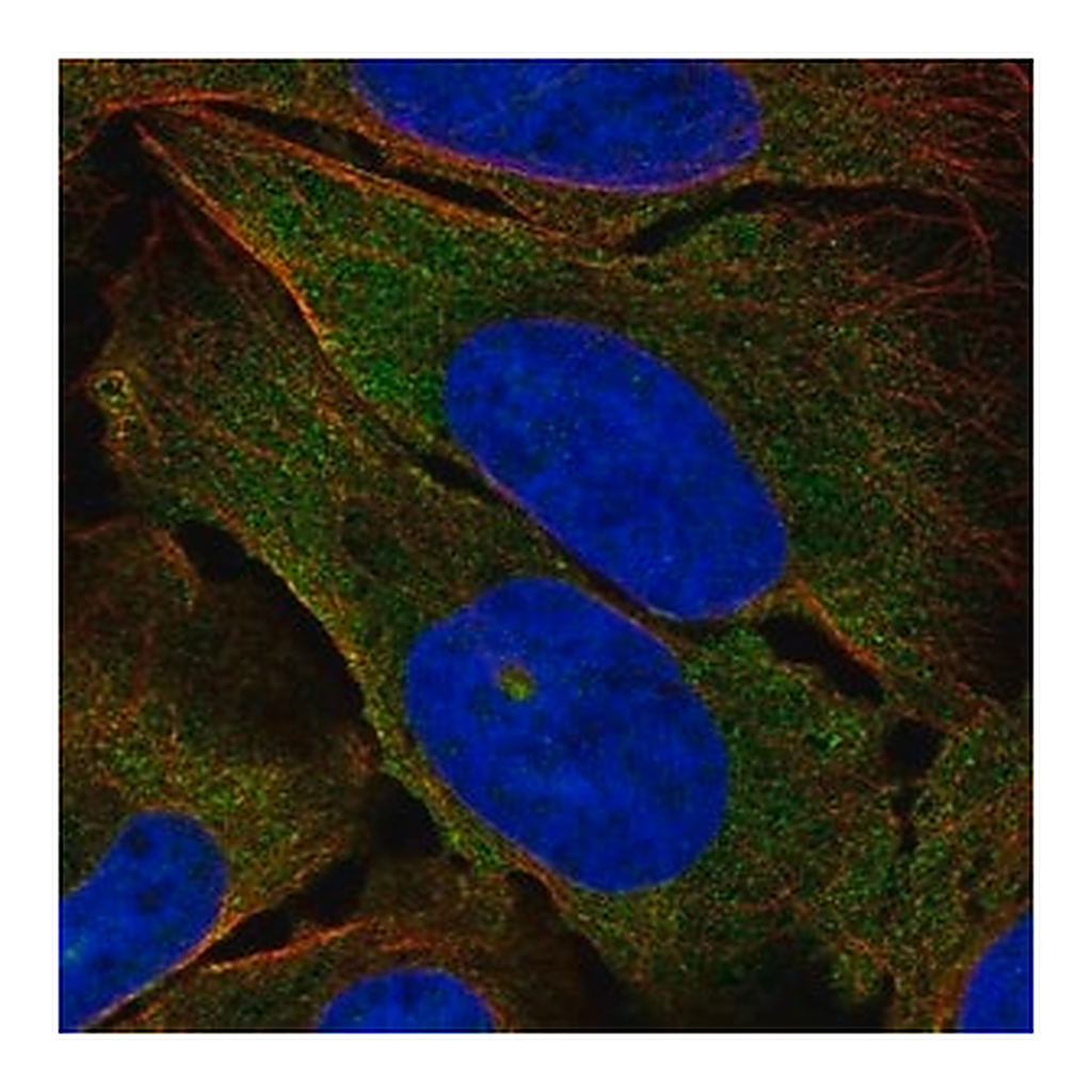 Merck Anti-TEK antibody produced in rabbit