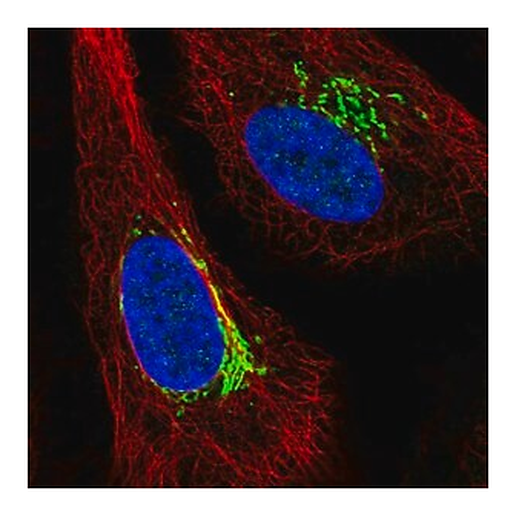 Merck Anti-ARIH1 antibody produced in rabbit