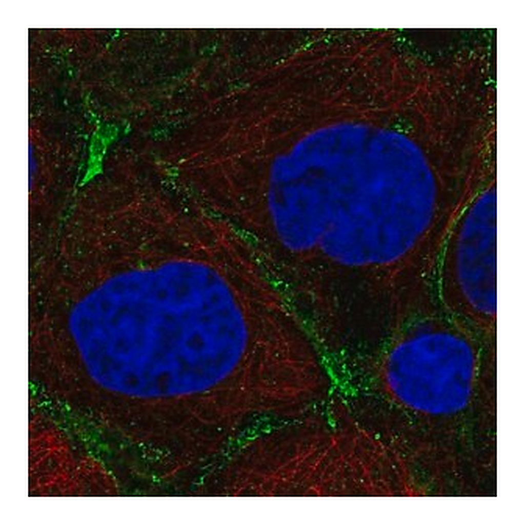 Merck Anti-PRKCDBP antibody produced in rabbit