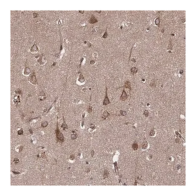 Merck Anti-AGPAT1 antibody produced in rabbit