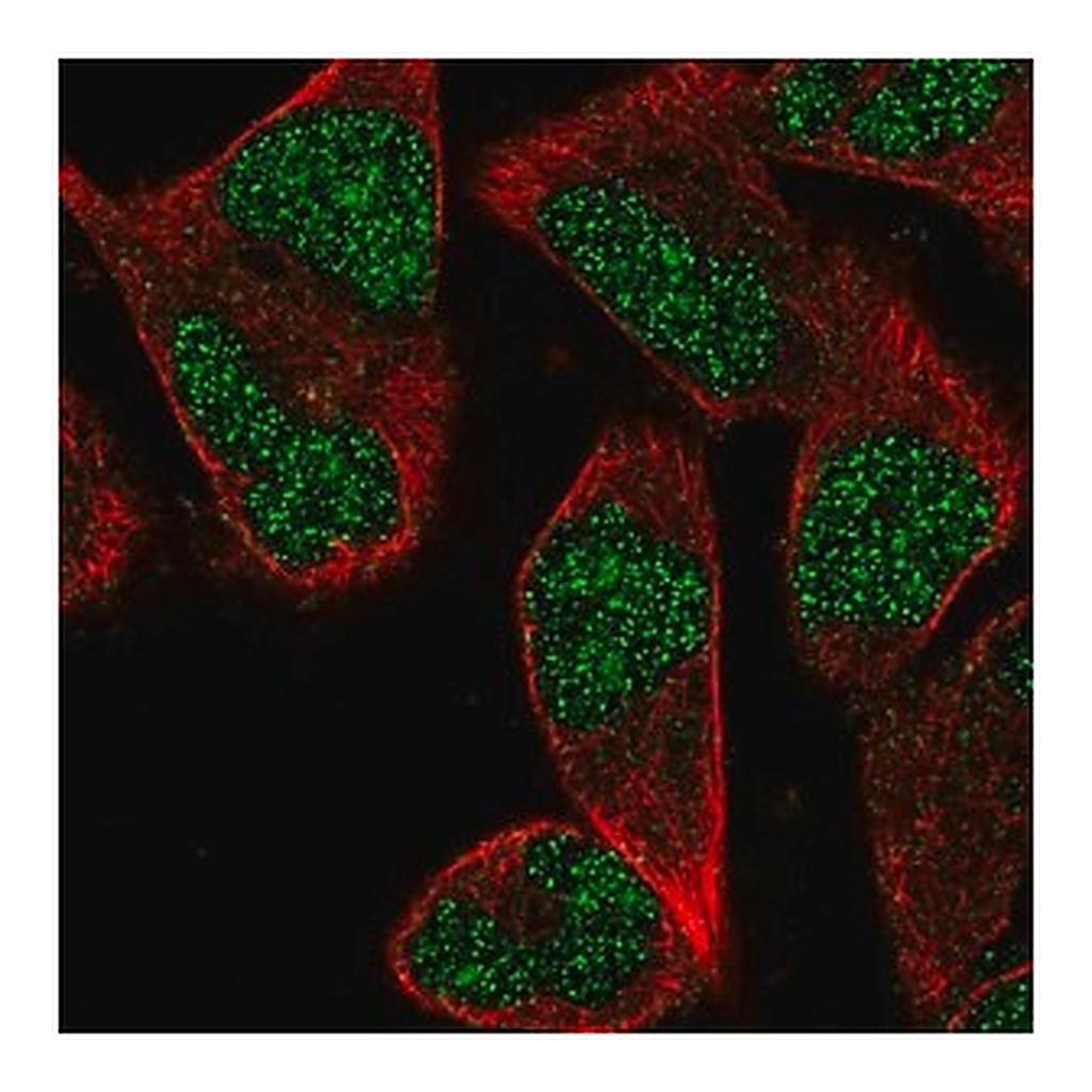 Merck Anti-ZNF627 antibody produced in rabbit