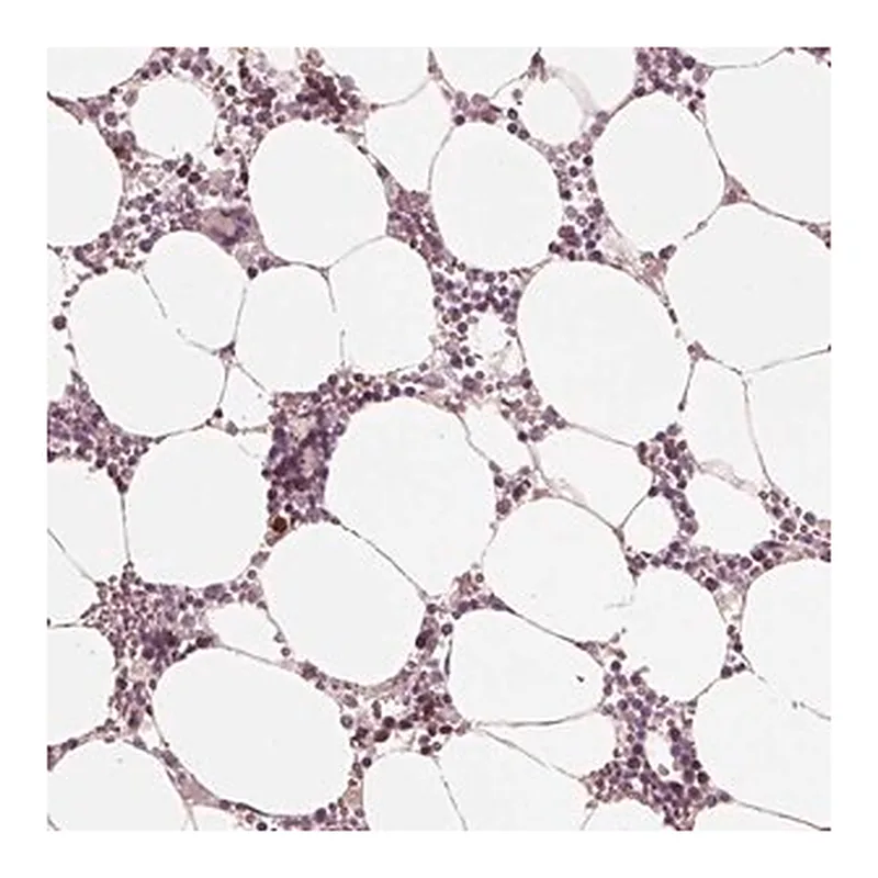 Merck Anti-ANKLE1 antibody produced in rabbit