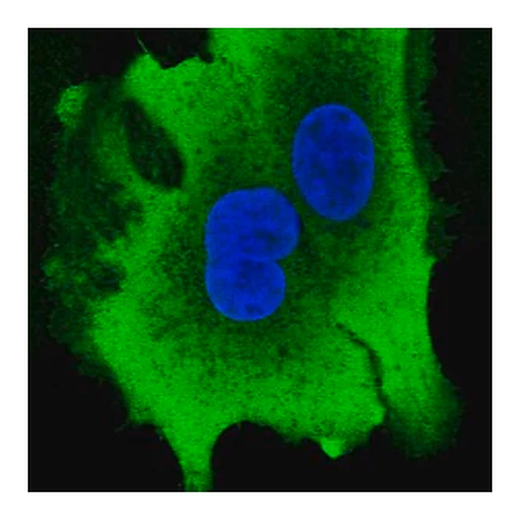 Merck Anti-AKR1B10 antibody produced in rabbit