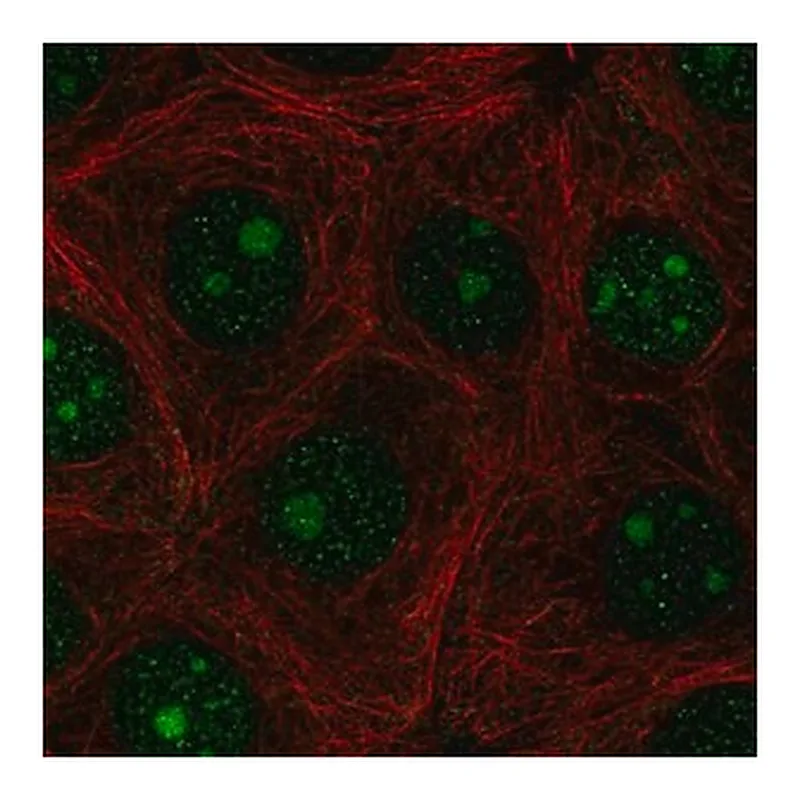 Merck Anti-PAQR6 antibody produced in rabbit
