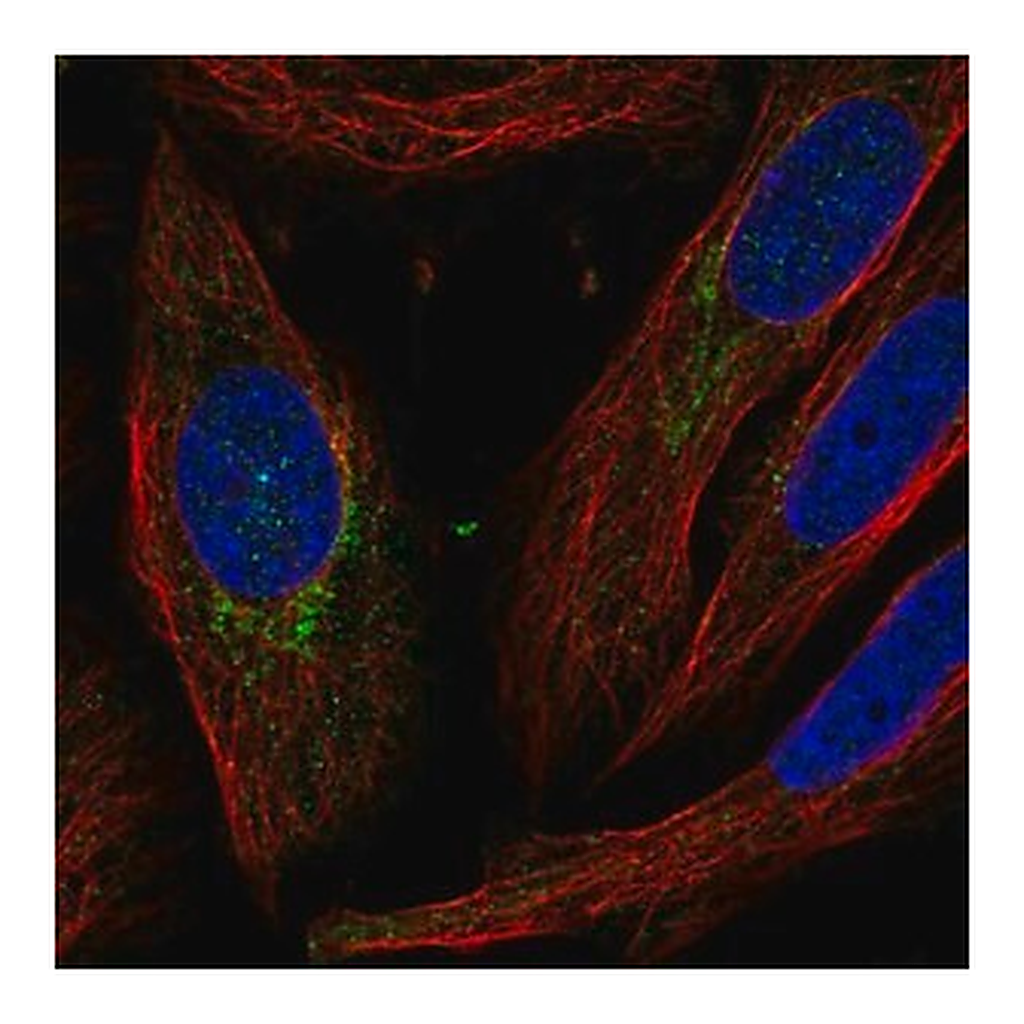 Merck Anti-C5orf38 antibody produced in rabbit