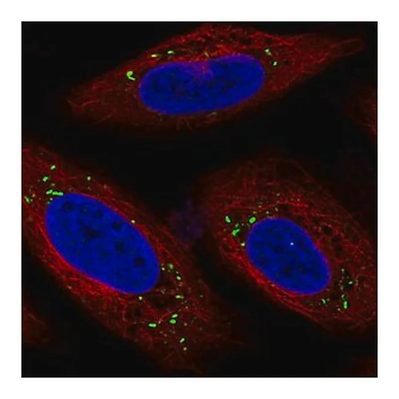 Merck Anti-MFSD14A antibody produced in rabbit