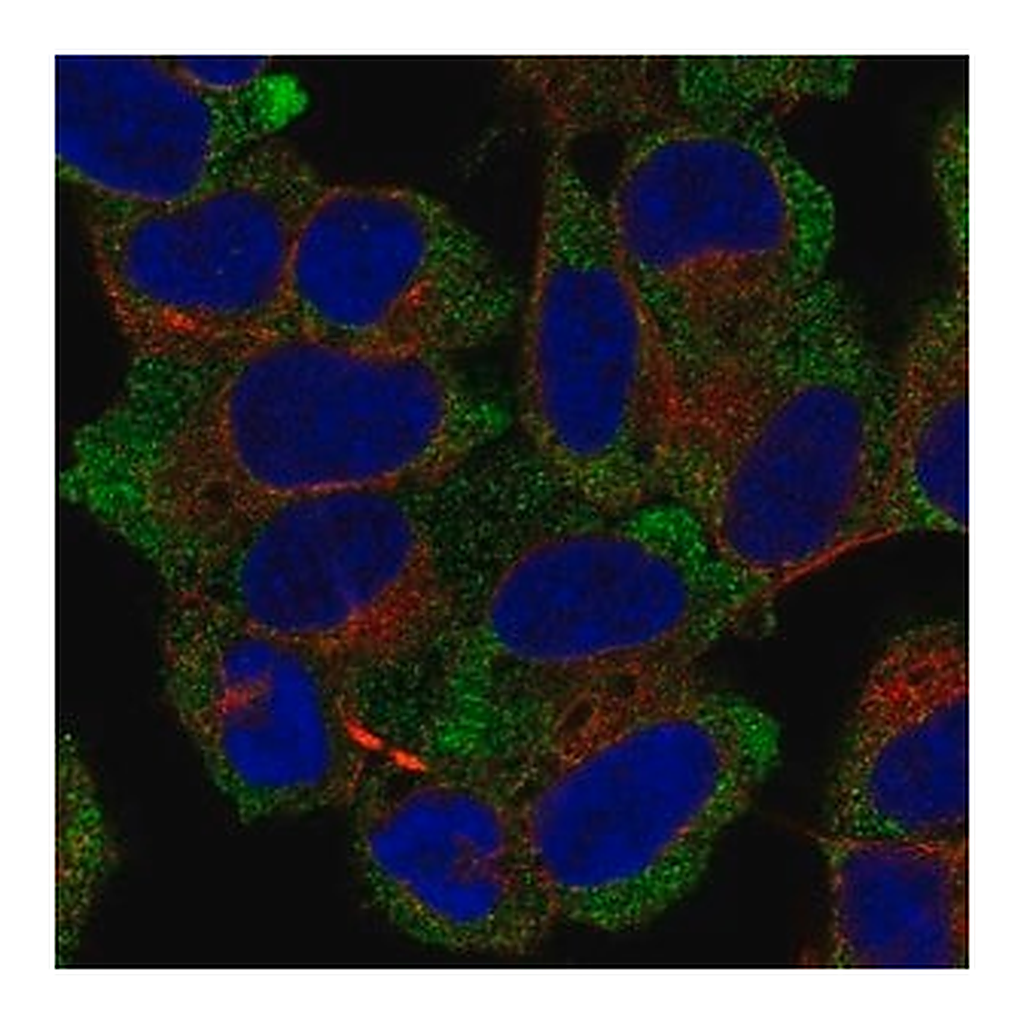 Merck Anti-NACA antibody produced in rabbit