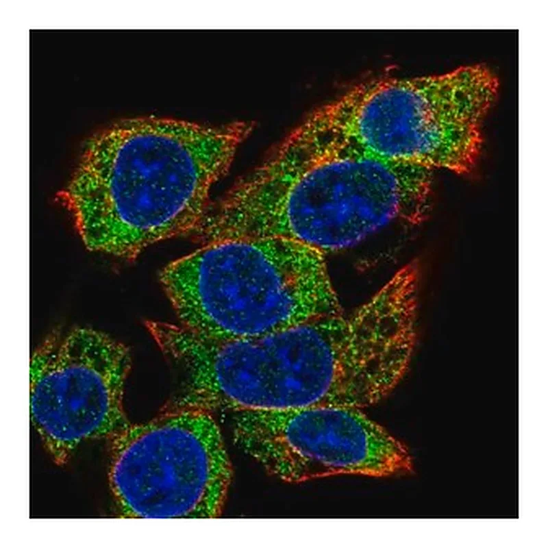 Merck Anti-C22orf39 antibody produced in rabbit
