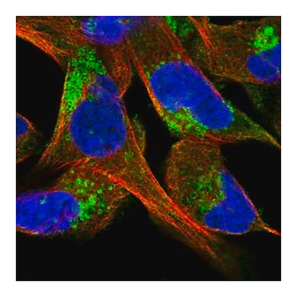 Merck Anti-CLCN5 antibody produced in rabbit