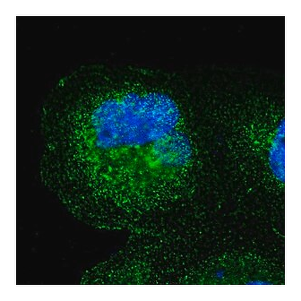 Merck Anti-SPPL3 antibody produced in rabbit