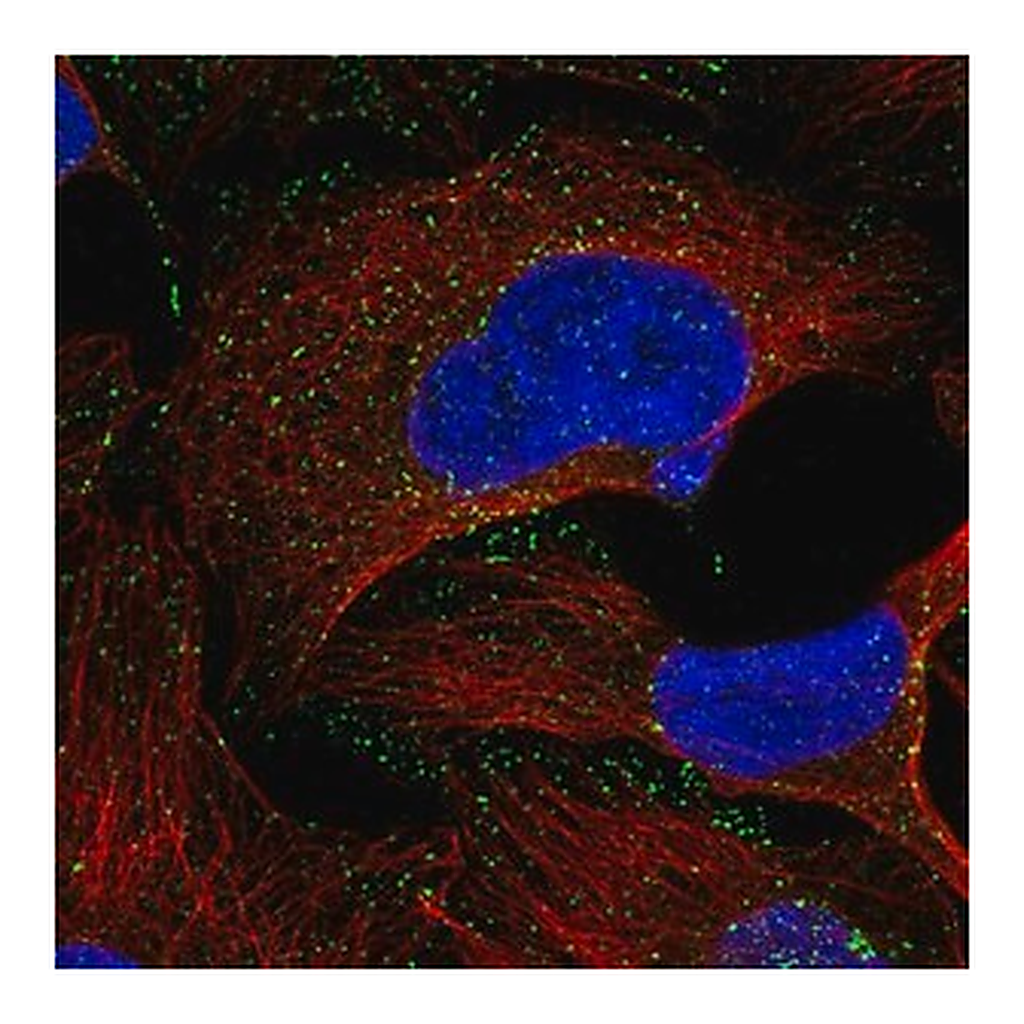 Merck Anti-RAB5C antibody produced in rabbit