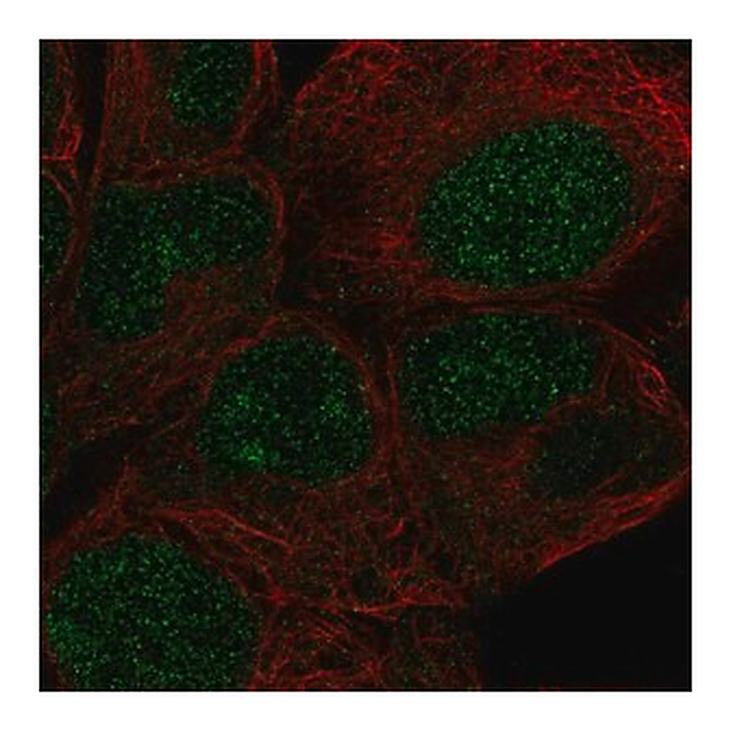 Merck Anti-ZNF429 antibody produced in rabbit