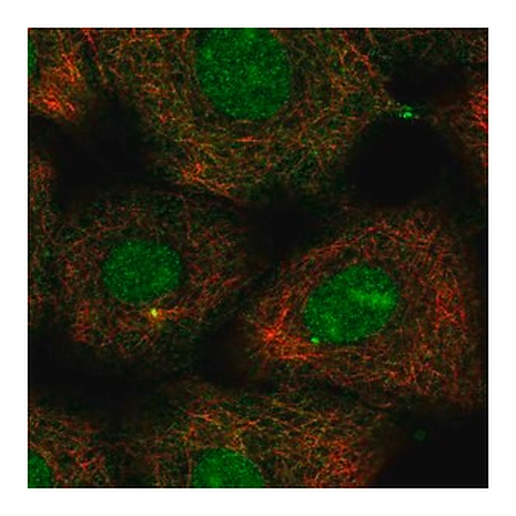 Merck Anti-KIF2A antibody produced in rabbit