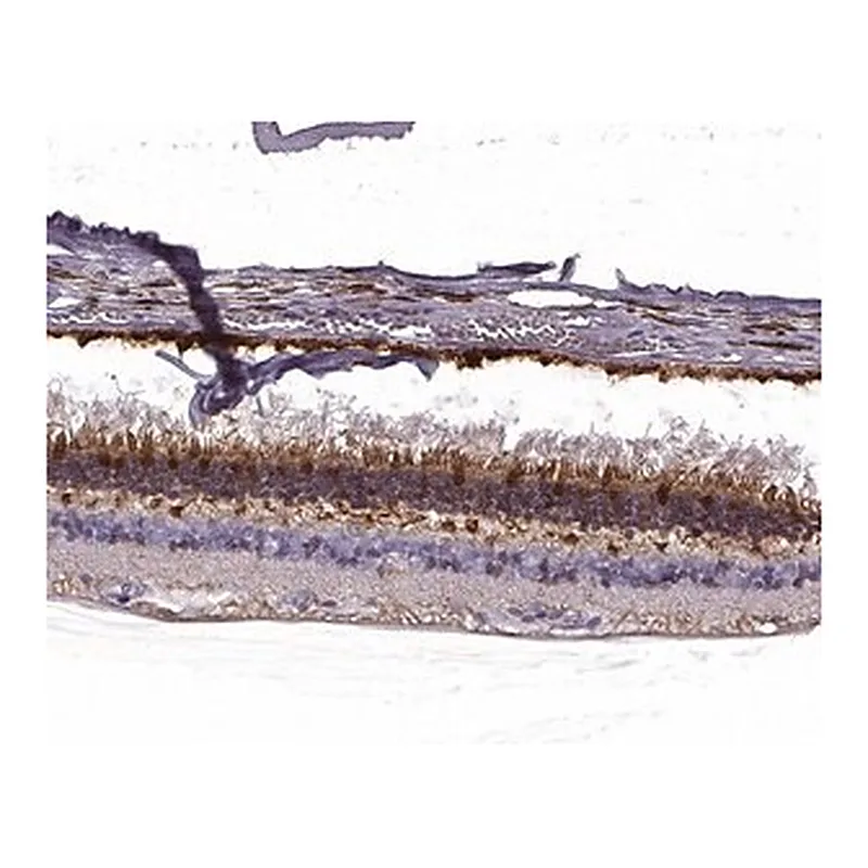 Merck Anti-GUCA1A antibody produced in rabbit