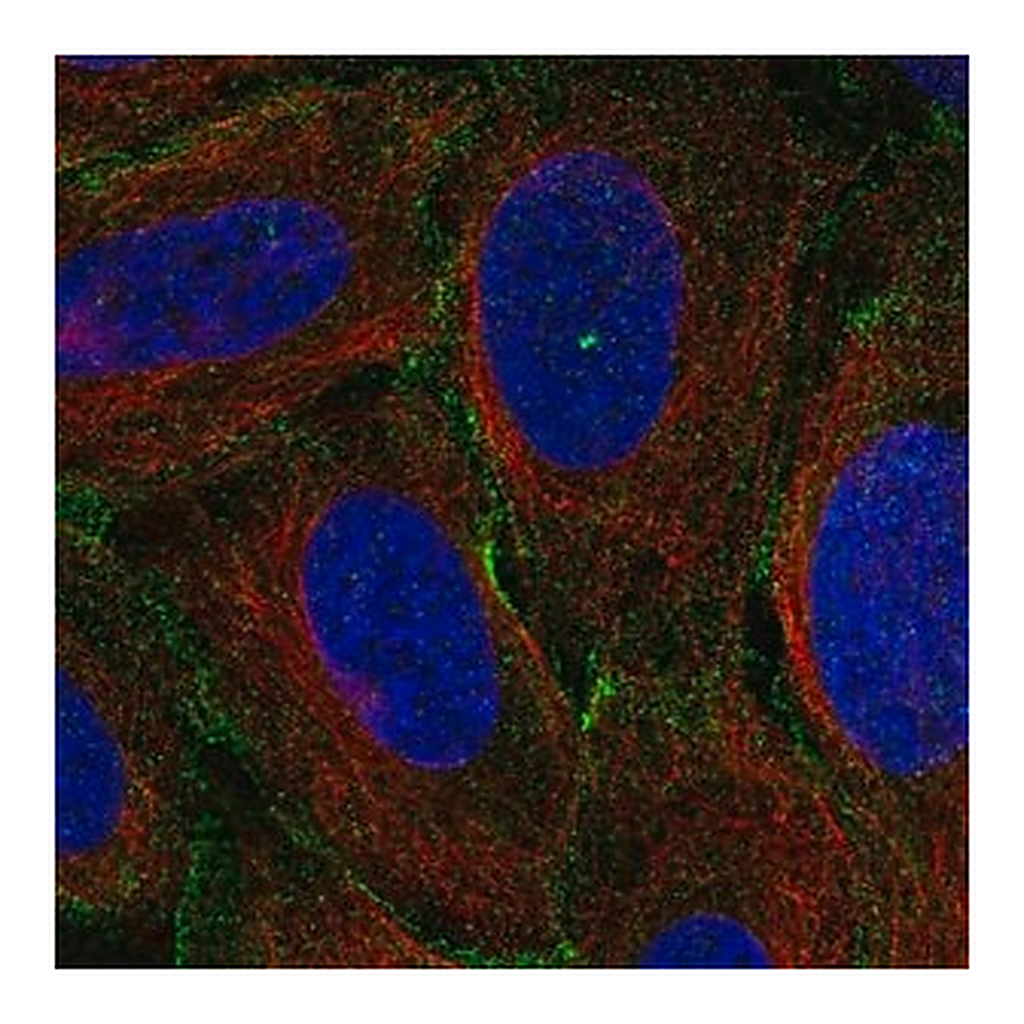 Merck Anti-MYO1C antibody produced in rabbit