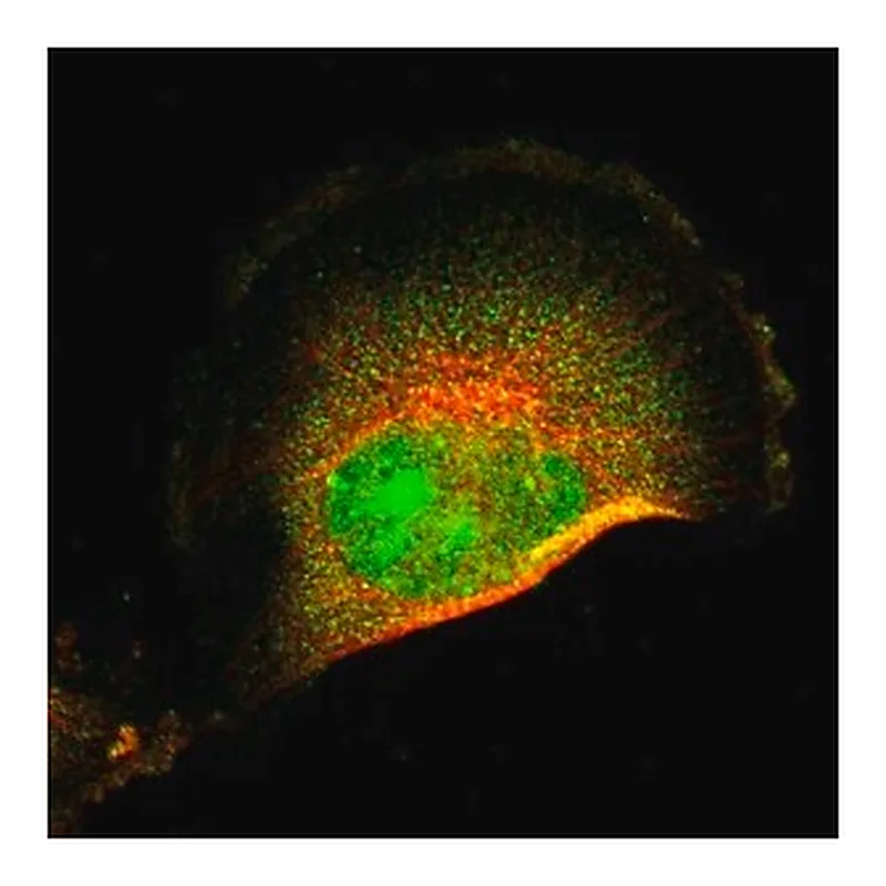 Merck Anti-FRMD8 antibody produced in rabbit