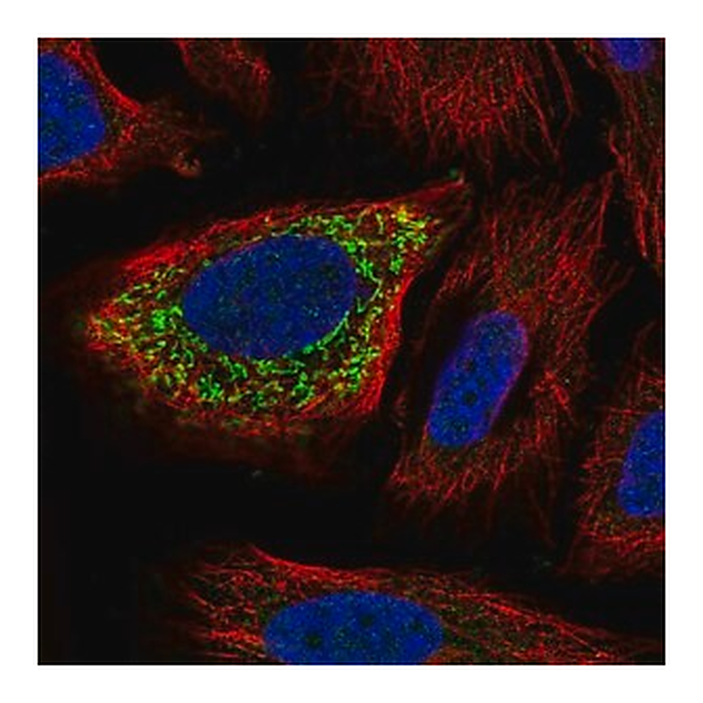 Merck Anti-ZNF230 antibody produced in rabbit