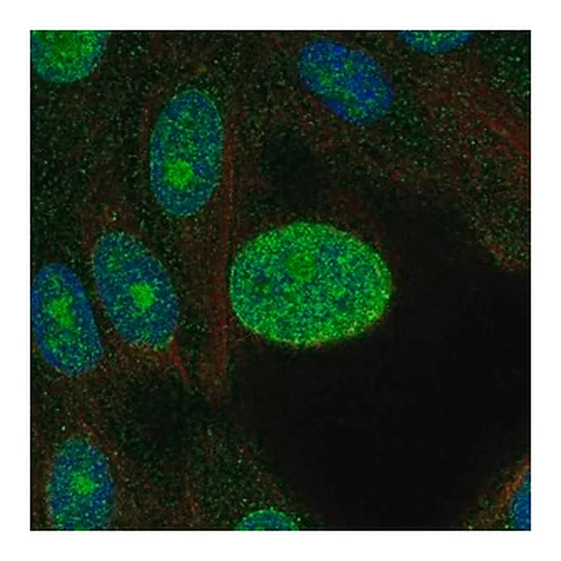 Merck Anti-CDK4 antibody produced in rabbit