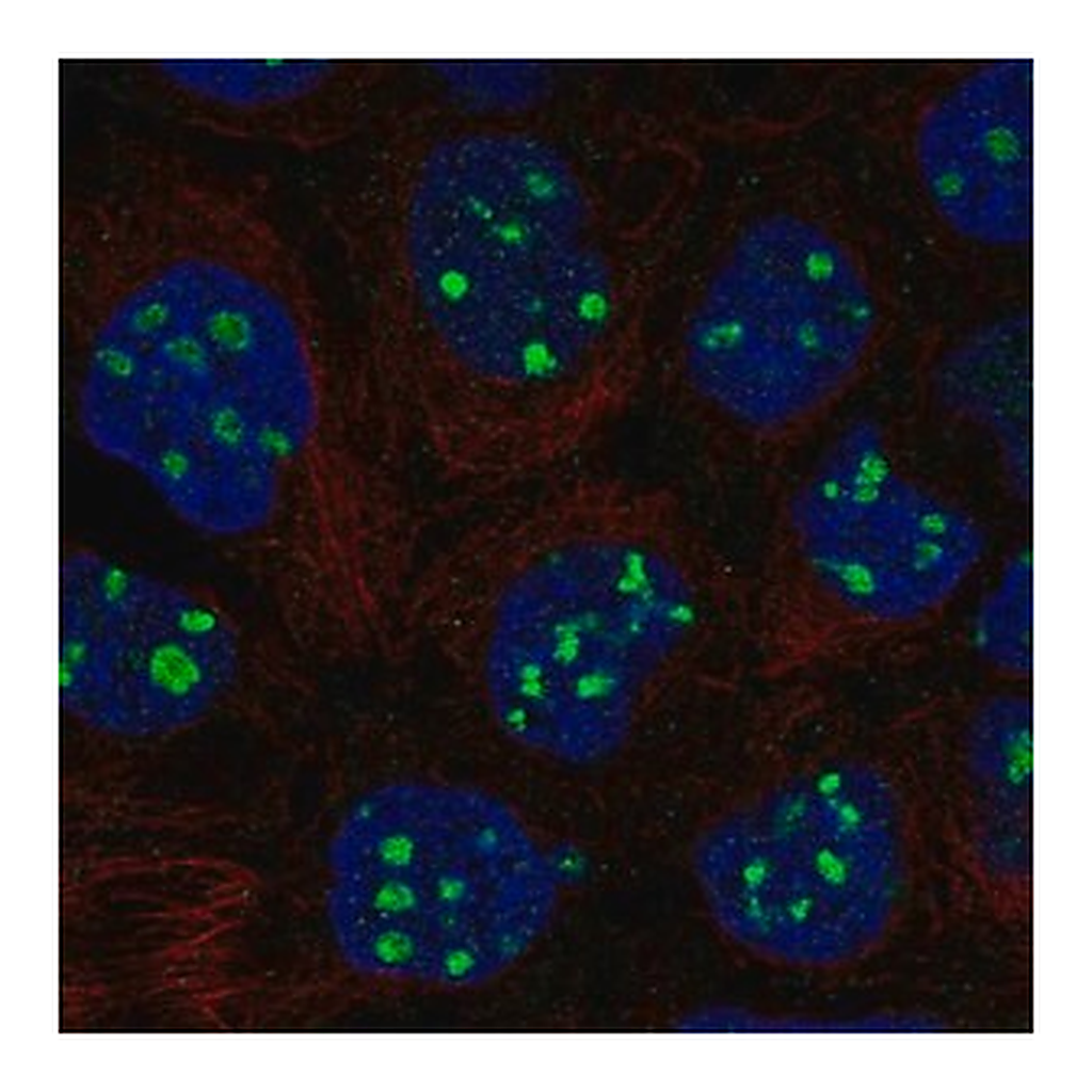 Merck Anti-EMX1 antibody produced in rabbit