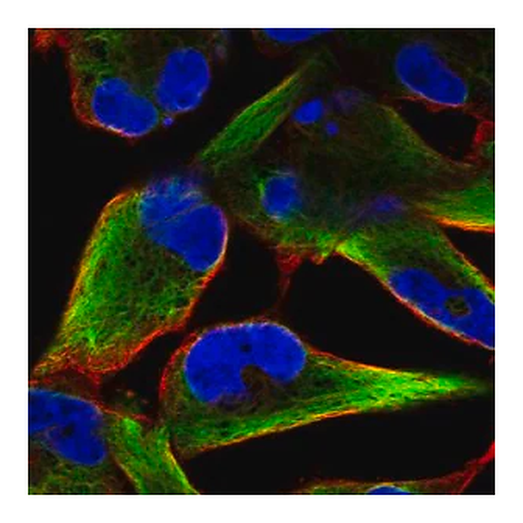 Merck Anti-NES antibody produced in rabbit