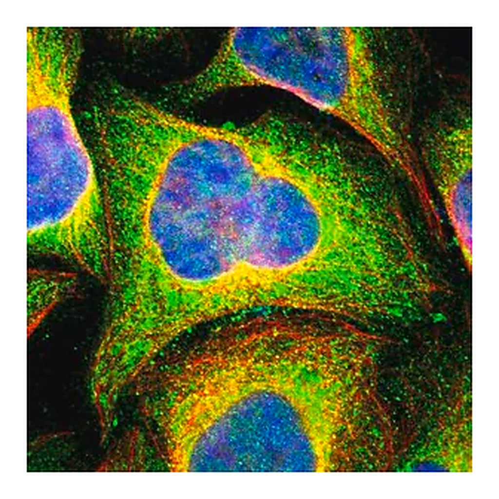 Merck Anti-CASP8 antibody produced in rabbit