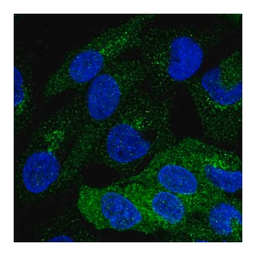 Merck Anti-PKLR antibody produced in rabbit