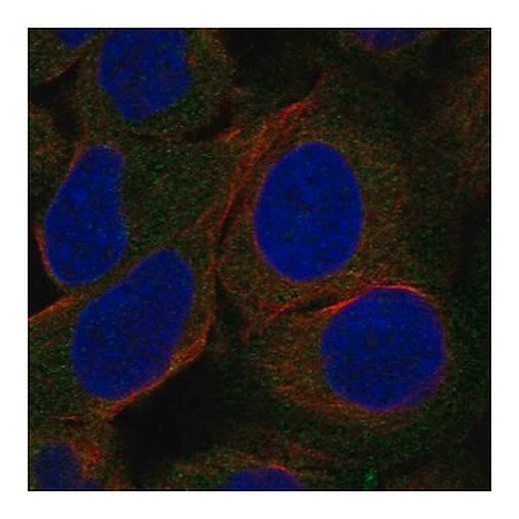 Merck Anti-LIPE antibody produced in rabbit