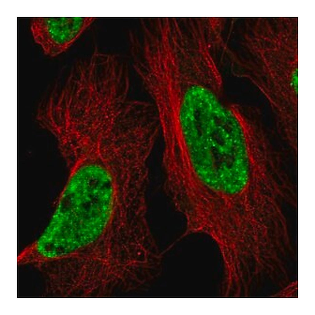 Merck Anti-BCLAF1 antibody produced in rabbit