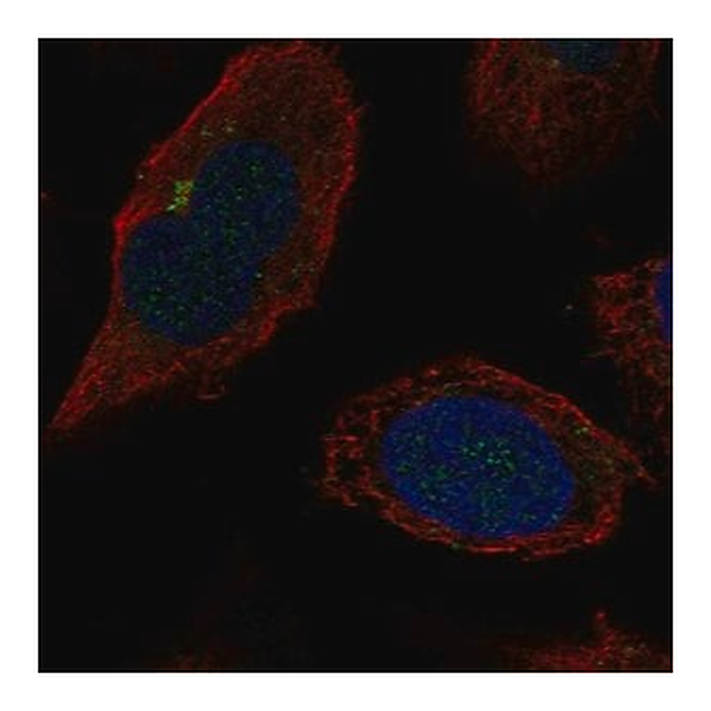 Merck Anti-B4GALT2 antibody produced in rabbit