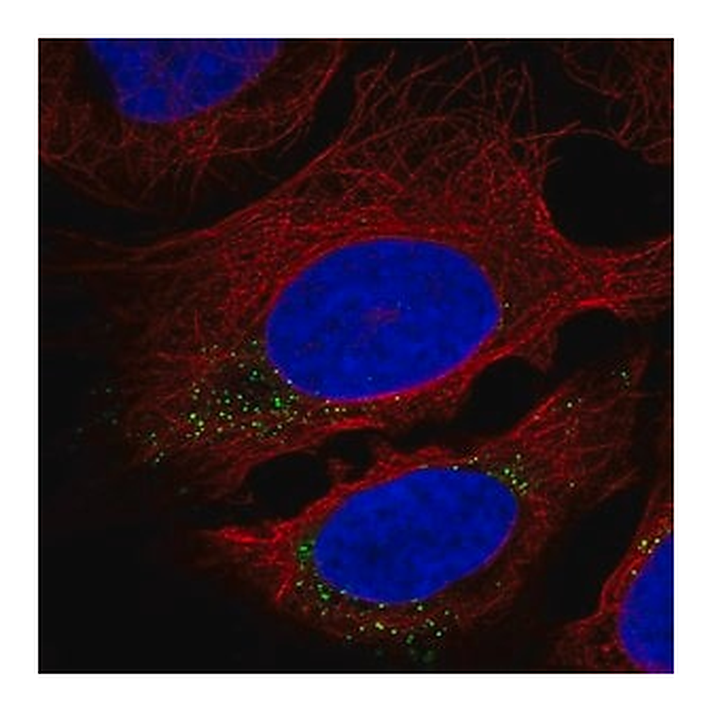 Merck Anti-CNST antibody produced in rabbit