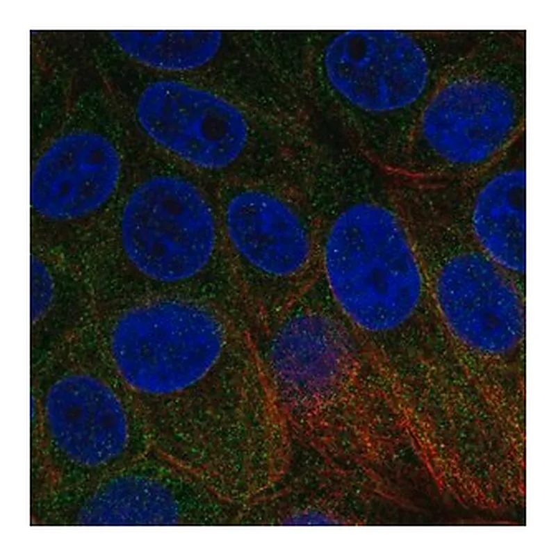 Merck Anti-BNIP1 antibody produced in rabbit