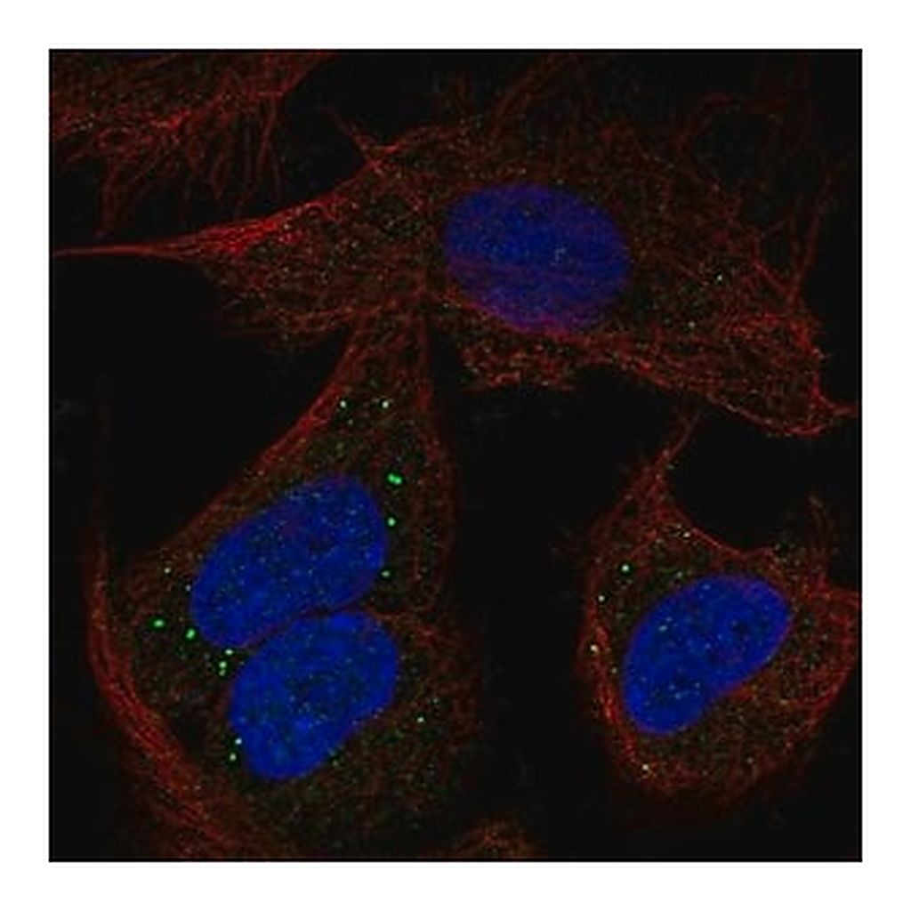 Merck Anti-PCDHB14 antibody produced in rabbit