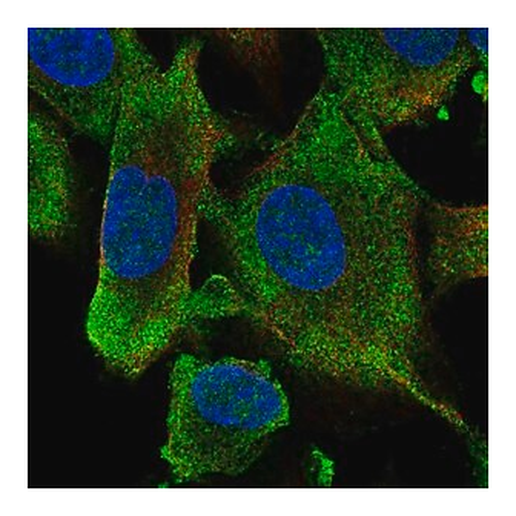 Merck Anti-HECW1 antibody produced in rabbit