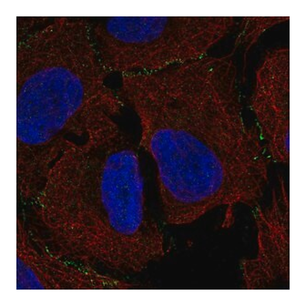 Merck Anti-MAGI3 antibody produced in rabbit