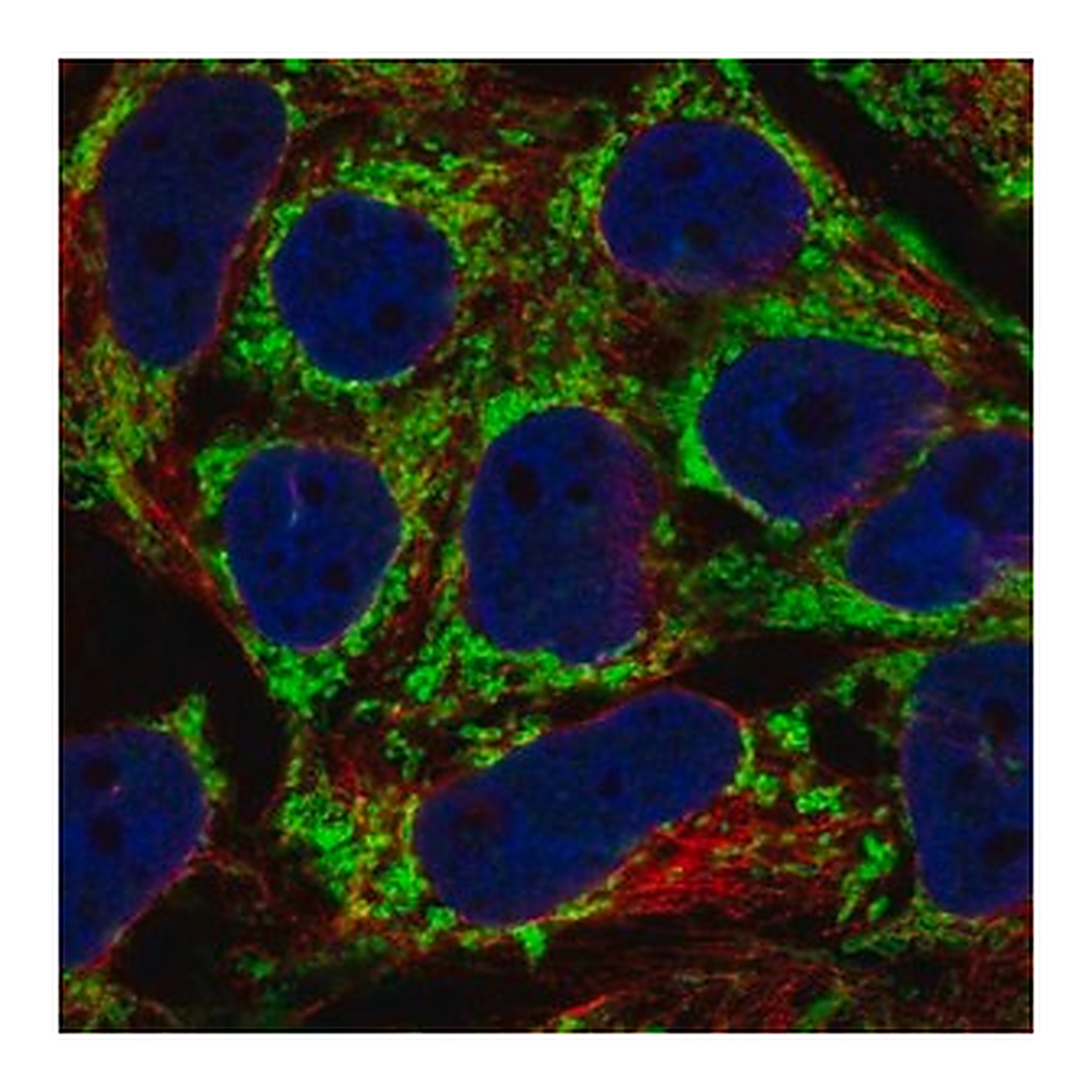 Merck Anti-AKAP1 antibody produced in rabbit