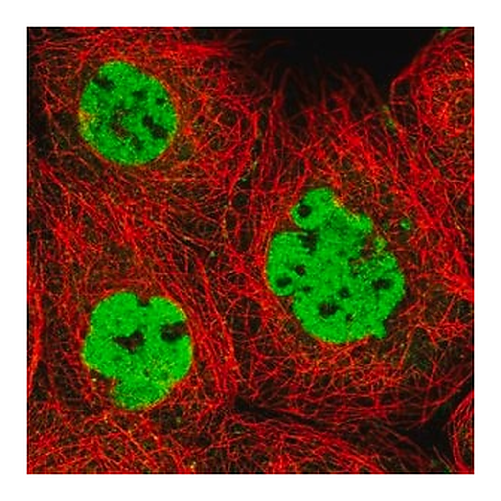 Merck Anti-XRCC4 antibody produced in rabbit