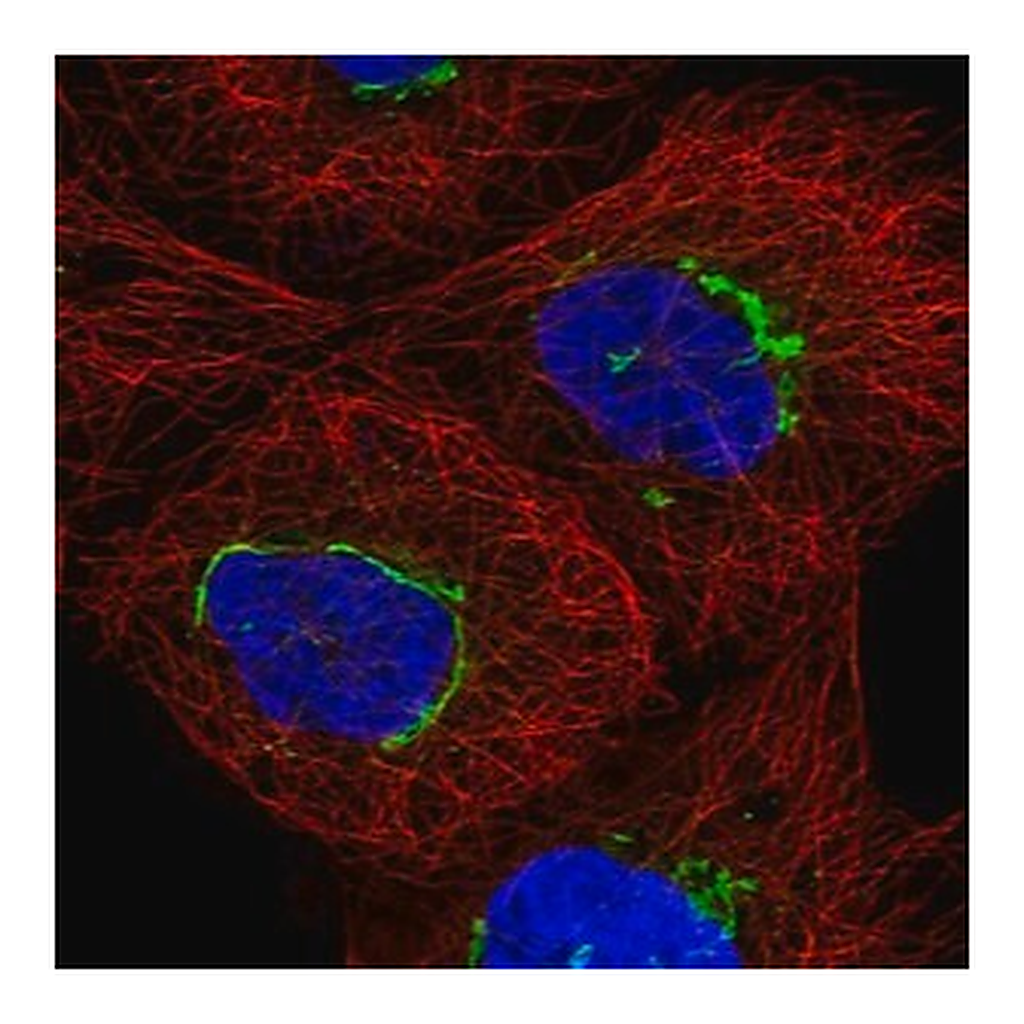 Merck Anti-TMEM25 antibody produced in rabbit