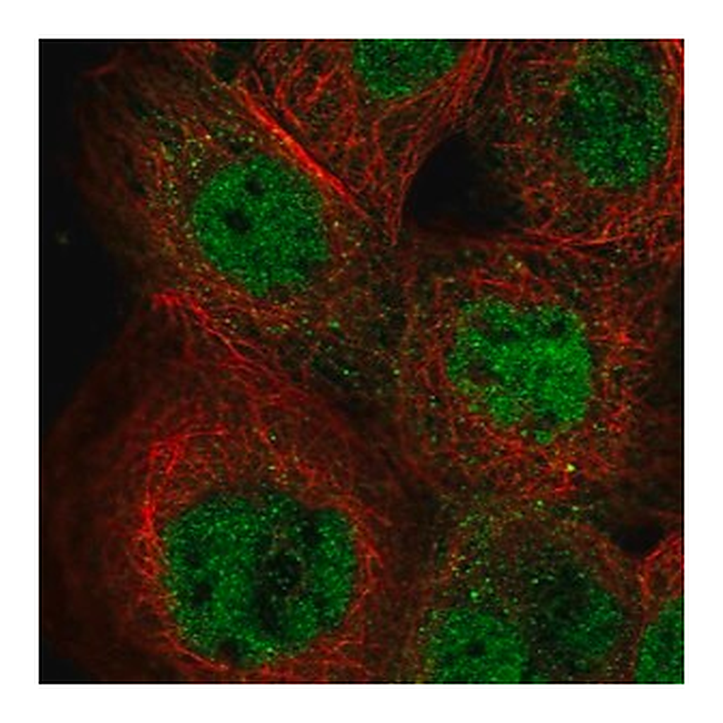 Merck Anti-IKZF5 antibody produced in rabbit
