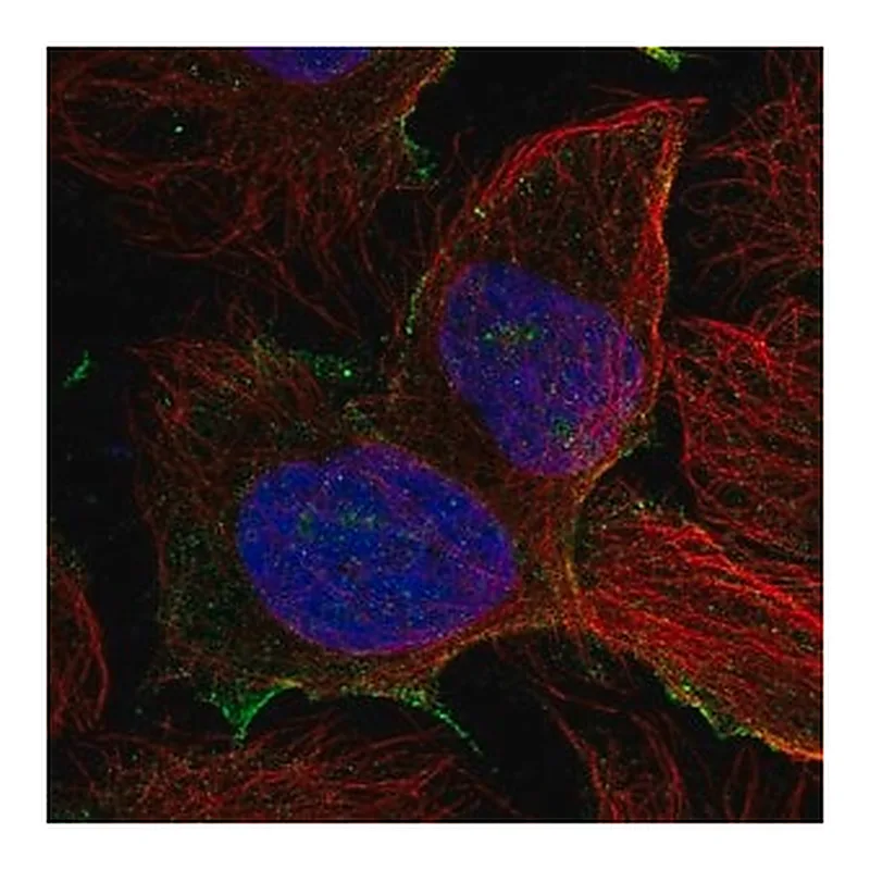 Merck Anti-PDZD8 antibody produced in rabbit